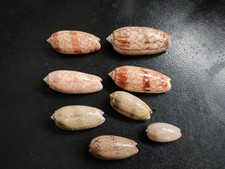 Conchiglia Shell Lotto  OLIVIDAE   set di 8 pezzi