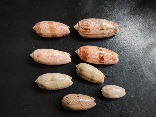 Conchiglia shell lotto - conchiglia,