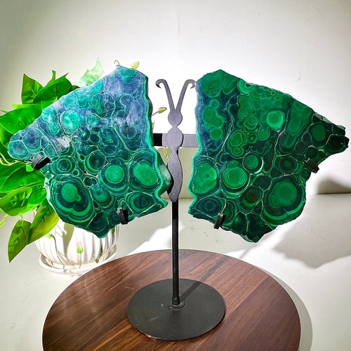 Ali farfalla malachite - ali,