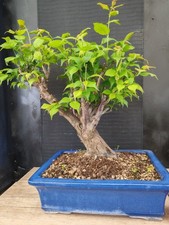bonsai di  prunus mume h 58 cm