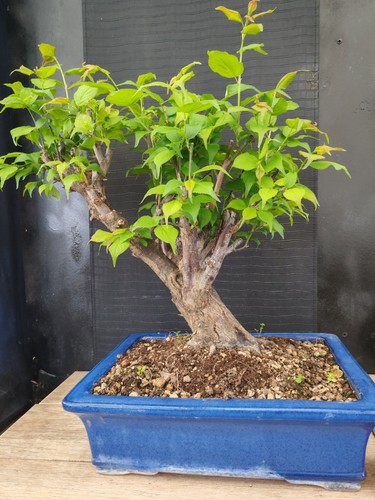 Bonsai prunus mume - prunus, 58