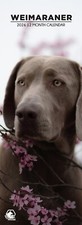 Weimaraner Dog 2026 Calendari