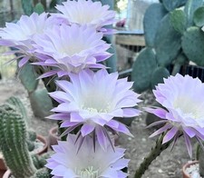 Echinopsis Oxygona Cactus