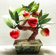 Bonsai pesco giada - di,