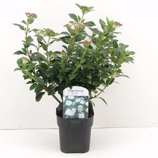Viburno tino "Viburnum Tinus"