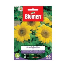 SEMI GIRASOLE BAMBINO NANO