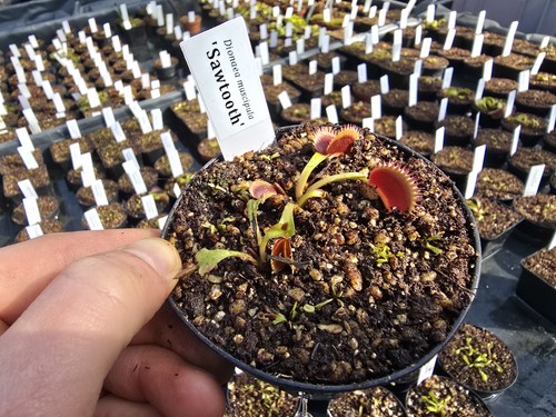 Dionaea muscipula sawtooth - muscipula, 'sawtooth'