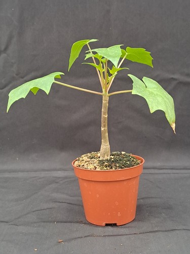 Senecio praecox - , (mexico)