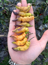 10 semi di peperoncino Pink