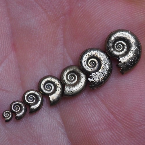 Ammonite pirite miniatura pz - pirite, 7