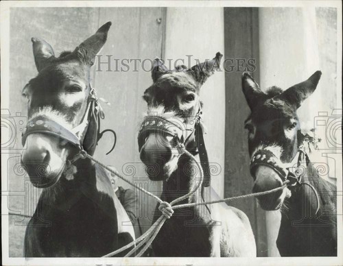 1961 stampa foto tre - foto, asini