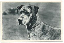 Antica Cartolina ANIMALI: TIPO FOTOGRAFIA - CANE DI RAZZA - ALANO