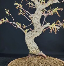 Bonsai acero giapponese acer - giapponese,