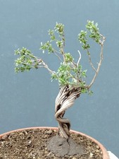 Bonsai timo - di,