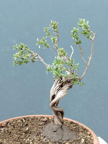 Bonsai timo - di,