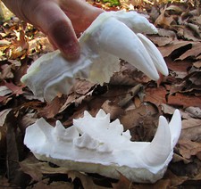 Male Bengal tiger jaws teeth