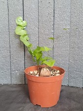 Dioscorea elephantipes