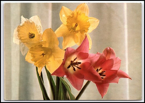 Cartolina epoca narcisi - d'epoca,