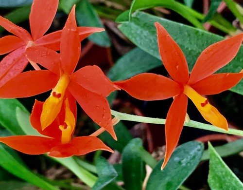 Encyclia vitelina sundown - encyclia,