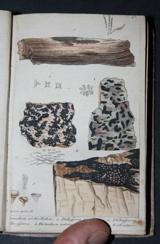 Hoffmann flora tedesca libro - flora, tedesca,