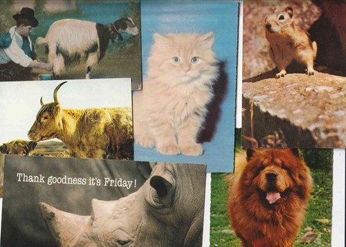 Postcards animals cats rhino - 8,