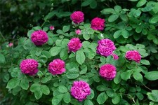 Rosa storica Reshit abbellisce