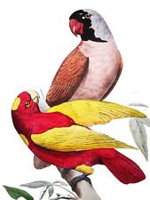 1836, Pauquet dipinto a mano incisione su uccellini esotici Y3C