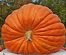 Semi di zucca gigante