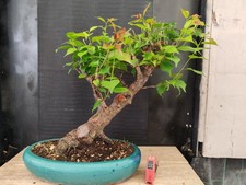 bonsai di  prunus mume h 55 cm