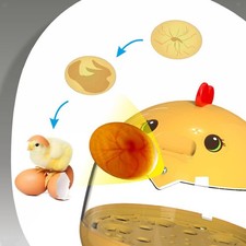 automatica per uova, per