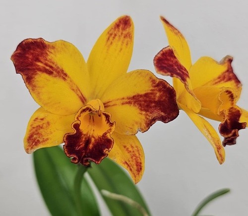 Profumo orchidea cattleya ctt - cattleya,