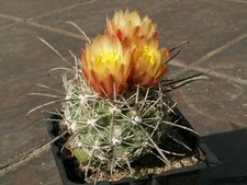 Sclerocactus pubispinus FH 100