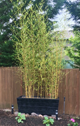 Phyllostachys bissetii - , –