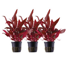 Pianta per acquario 3 pezzi