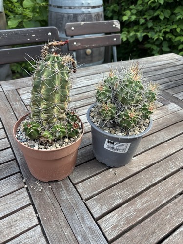 Echinocereus cactus resistenti - echinocereus/cactus,