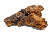 testa di cavallo