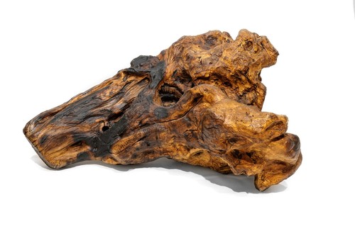Testa cavallo - testa,