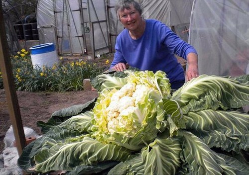 Semi cavolfiore gigante - 50,