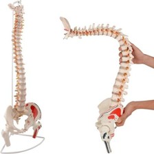 Modello di colonna vertebrale umana, Modello anatomico, alta 85 cm