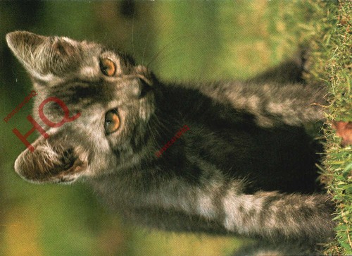 Picture postcard cat - picture, postcard>>cat