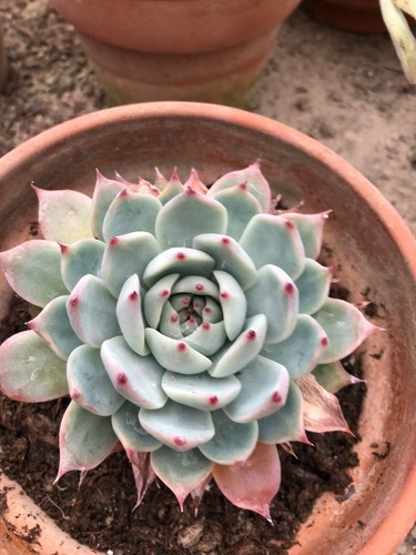 Piante succulente grasse