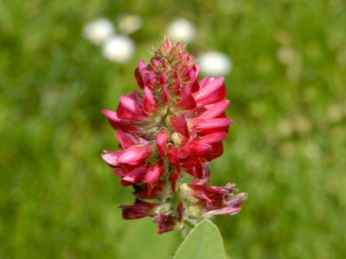 Spagnolo esparsette - spagnolo,