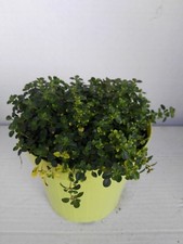 Timo Limone -vaso 14cm- Piante