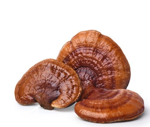Fungo reishi rosso fiore - reishi,