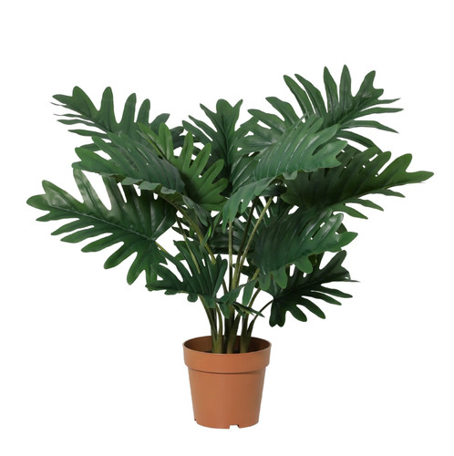 Arte philodendron selloum - philodendron, 70