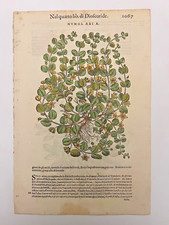 MATTIOLI Xilografia 1500