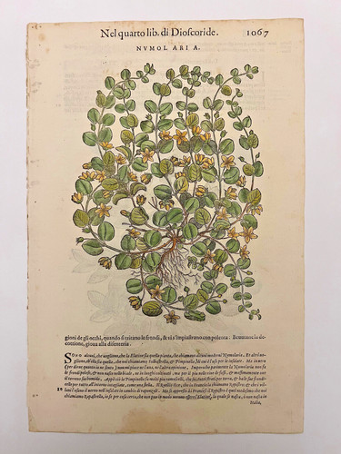 Mattioli xilografia 1500 - mattioli,