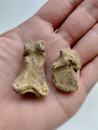 Ossa fossili orso delle - di,