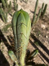 4 Winds bridgesii 40 cm