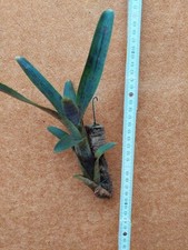 Neoregelia bahiana, rilegato